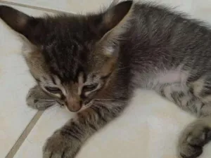 Gato raça SRD idade 2 a 6 meses nome Sem nome