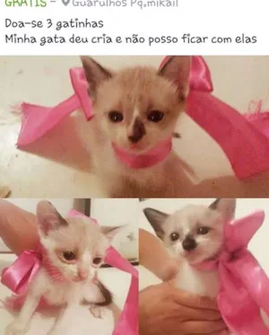 Gato raça viralata idade 2 a 6 meses nome gata