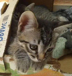 Gato raça SRD idade 2 a 6 meses nome Sem nome