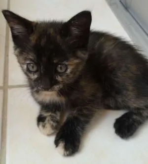 Gato raça SRD  idade 2 a 6 meses nome Sem nome 