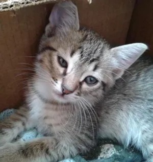 Gato raça SRD idade 2 a 6 meses nome Sem nome