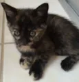petiticos