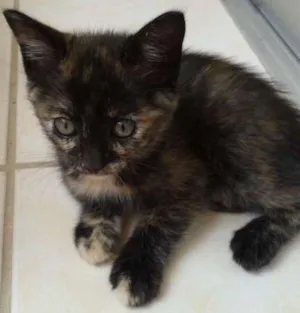 Gato raça SRD idade 2 a 6 meses nome petiticos
