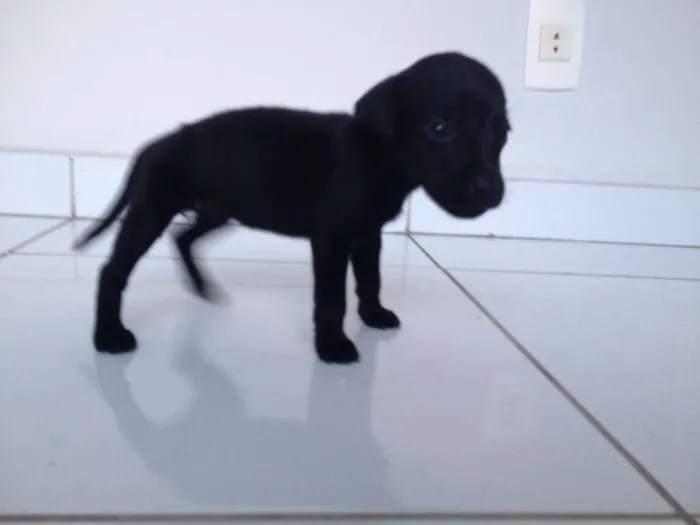 Cachorro raça SRD idade Abaixo de 2 meses nome FILHOTE
