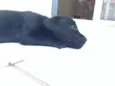 FILHOTE