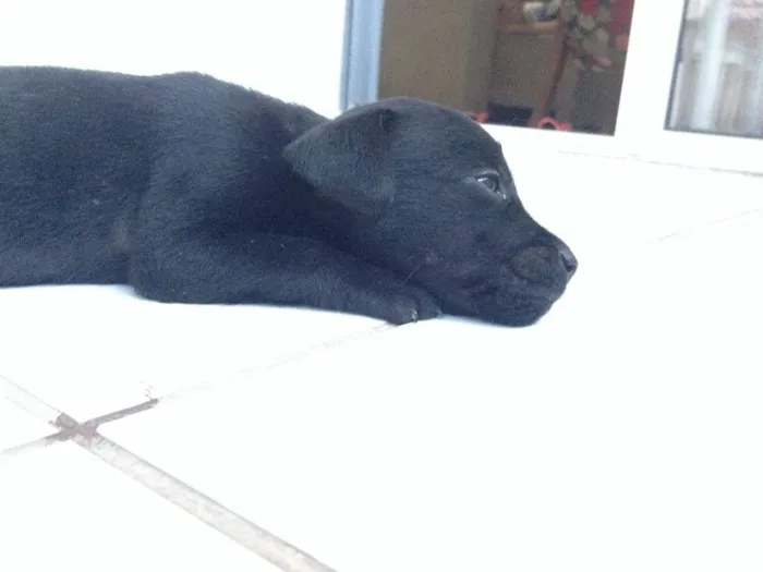 Cachorro raça SRD idade Abaixo de 2 meses nome FILHOTE