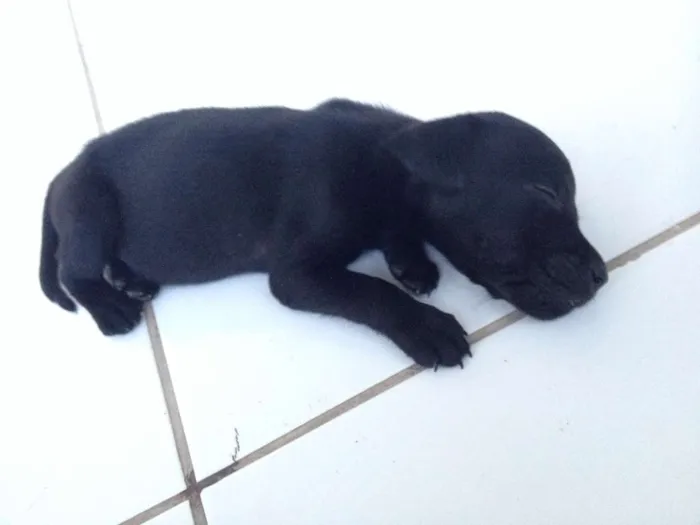 Cachorro raça SRD idade Abaixo de 2 meses nome FILHOTE