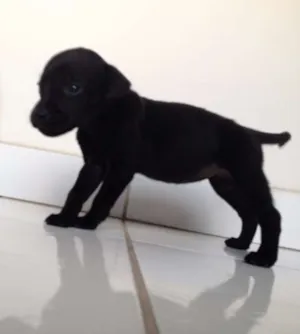 Cachorro raça SRD idade Abaixo de 2 meses nome FILHOTE