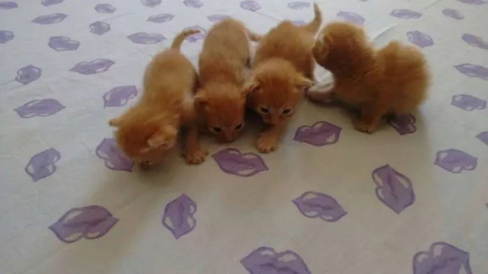 Gato raça Angorá idade  nome filhotes recém nasci