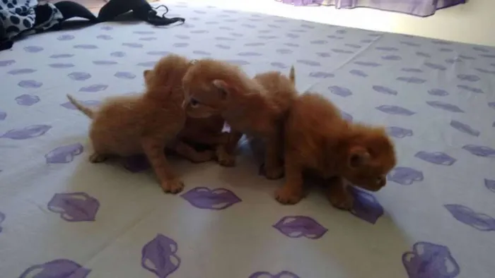 Gato raça Angorá idade  nome filhotes recém nasci