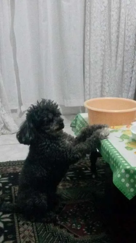 Cachorro ra a mistura de poodle idade 5 anos nome Junior GRATIFICA