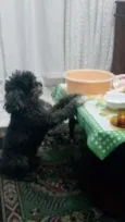 Junior GRATIFICA