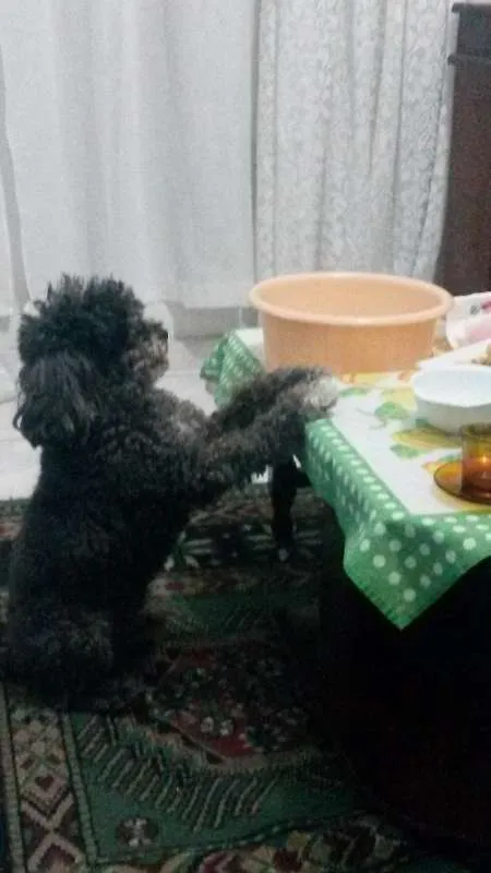 Cachorro ra a mistura de poodle idade 5 anos nome Junior GRATIFICA