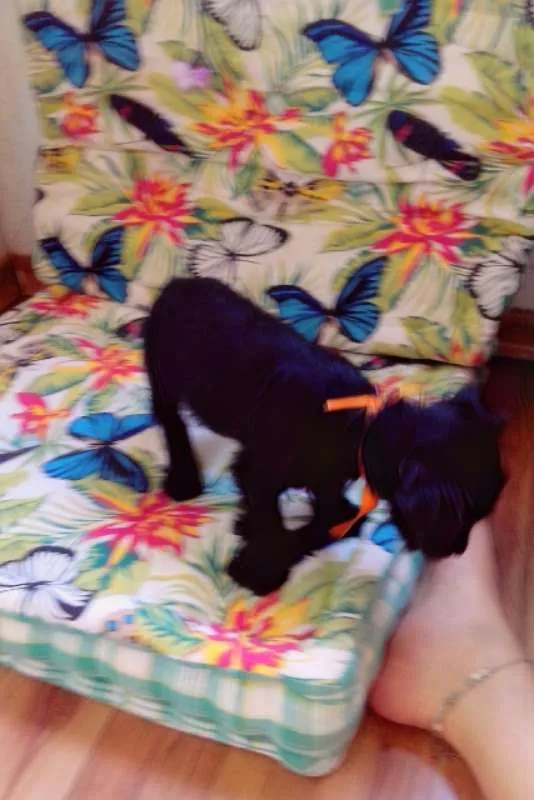 Cachorro ra a  idade 2 a 6 meses nome Sem nome 