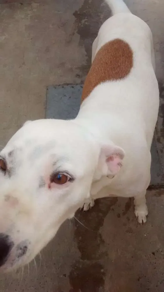 Cachorro ra a SRD idade 3 anos nome Olívia