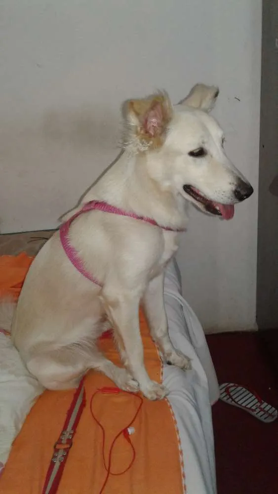 Cachorro raça Labrador com vira-lata  idade 7 a 11 meses nome Mel