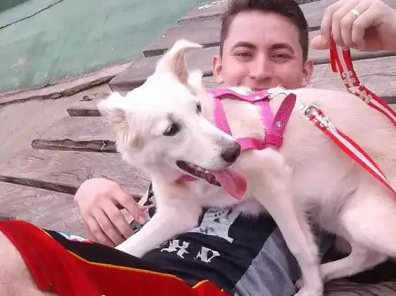 Cachorro raça Labrador com vira-lata  idade 7 a 11 meses nome Mel