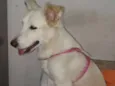 Mel