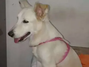 Cachorro raça Labrador com vira-lata  idade 7 a 11 meses nome Mel