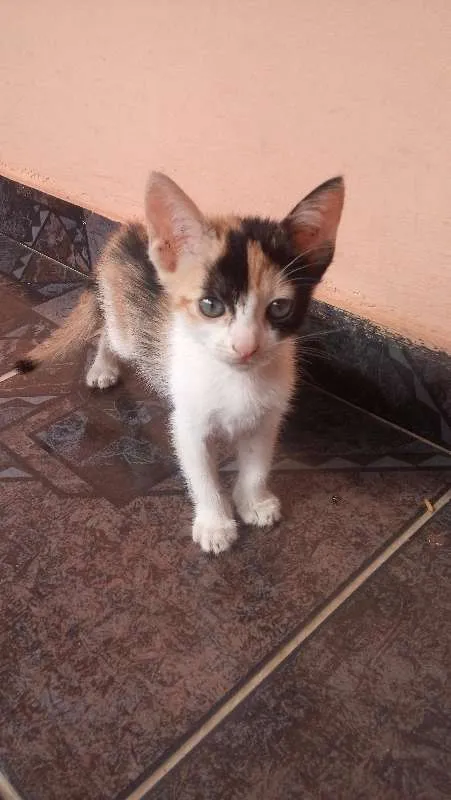 Gato raça Não identificada idade 2 a 6 meses nome Kiwi/Cookie/Nutella