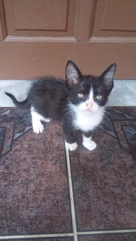 Gato raça Não identificada idade 2 a 6 meses nome Kiwi/Cookie/Nutella
