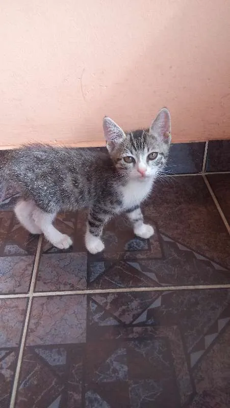 Gato raça Não identificada idade 2 a 6 meses nome Kiwi/Cookie/Nutella