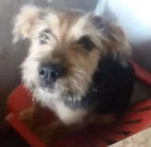 Cachorro raça SRD idade 2 a 6 meses nome Lucas