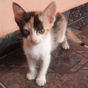 Gato raça Não identificada idade 2 a 6 meses nome Kiwi/Cookie/Nutella