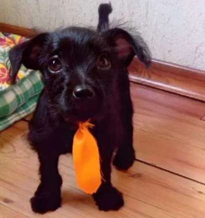 Cachorro ra a  idade 2 a 6 meses nome Sem nome 