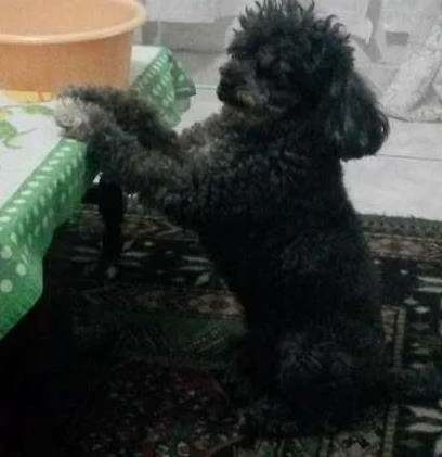 Cachorro ra a mistura de poodle idade 5 anos nome Junior GRATIFICA