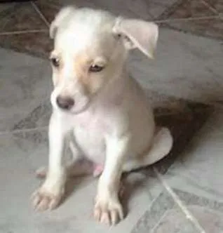 Cachorro raça vira lata  idade 2 a 6 meses nome sem 