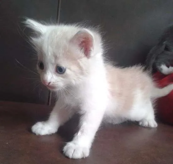 Gato raça Sem raça idade 2 a 6 meses nome _