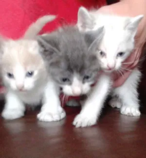 Gato raça Sem raça idade 2 a 6 meses nome _