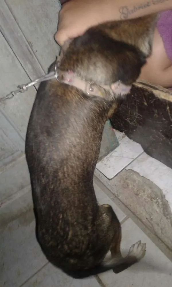 Cachorro raça SRD idade 2 a 6 meses nome Lunna