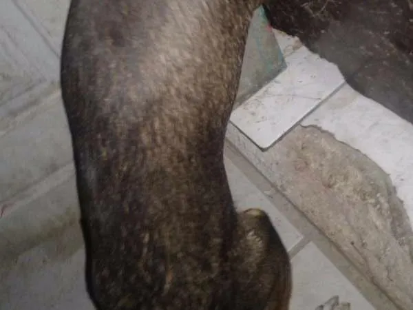 Cachorro raça SRD idade 2 a 6 meses nome Lunna