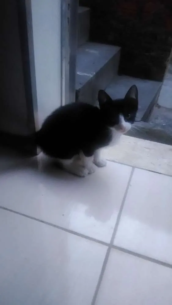 Gato ra a Não sei dizer idade 2 a 6 meses nome Manhoso