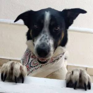 Cachorro raça Srd idade 1 ano nome Grande
