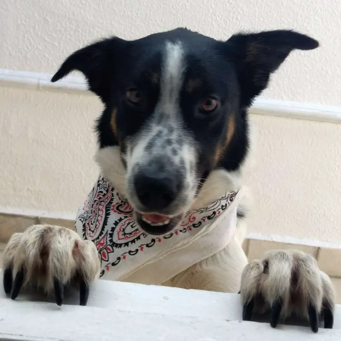 Cachorro ra a Srd idade 1 ano nome Grande