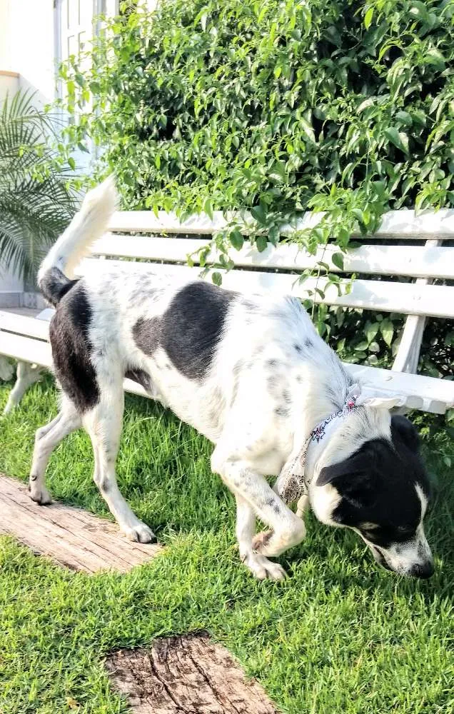 Cachorro ra a Srd idade 1 ano nome Grande