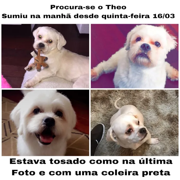 Cachorro ra a Lhasa Apso  idade 2 anos nome Theodoro 