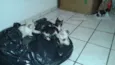 Gatinho