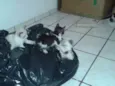 Gatinho