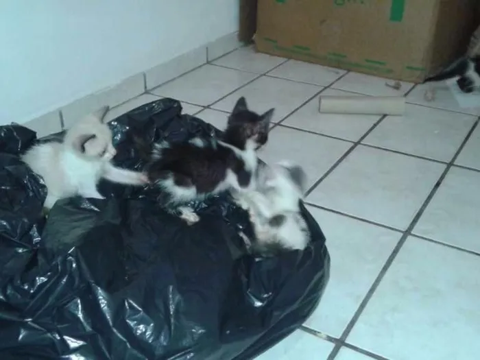 Gato raça Vira-lata idade Abaixo de 2 meses nome Gatinho