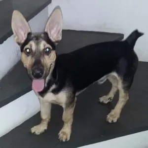 Cachorro raça Vira-lata idade 7 a 11 meses nome Toddy