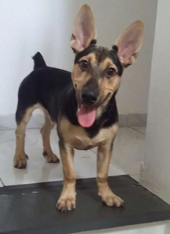 Cachorro ra a Vira-lata idade 7 a 11 meses nome Toddy