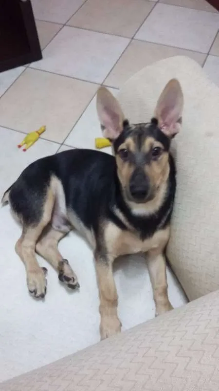 Cachorro ra a Vira-lata idade 7 a 11 meses nome Toddy