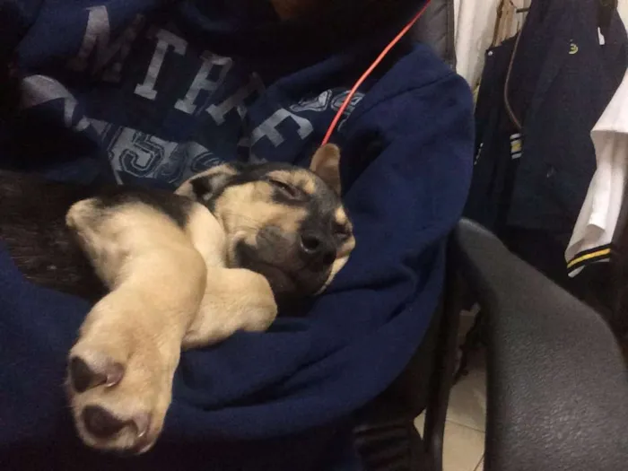 Cachorro ra a Vira-lata idade 7 a 11 meses nome Toddy