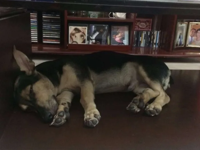 Cachorro ra a Vira-lata idade 7 a 11 meses nome Toddy