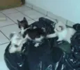Gatinho