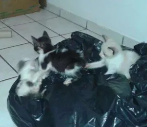 Gato raça Vira-lata idade Abaixo de 2 meses nome Gatinho